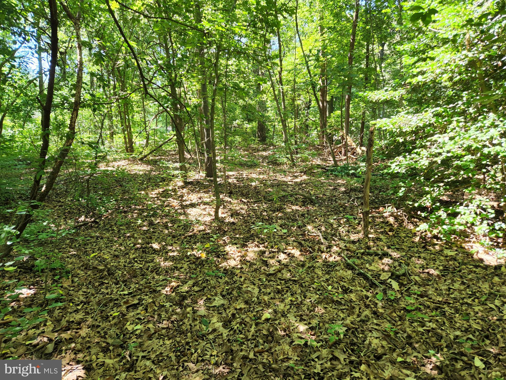 Meadowbrook Road Federalsburg, MD 21632 - Photo 5 of 24 Gallery Image 5