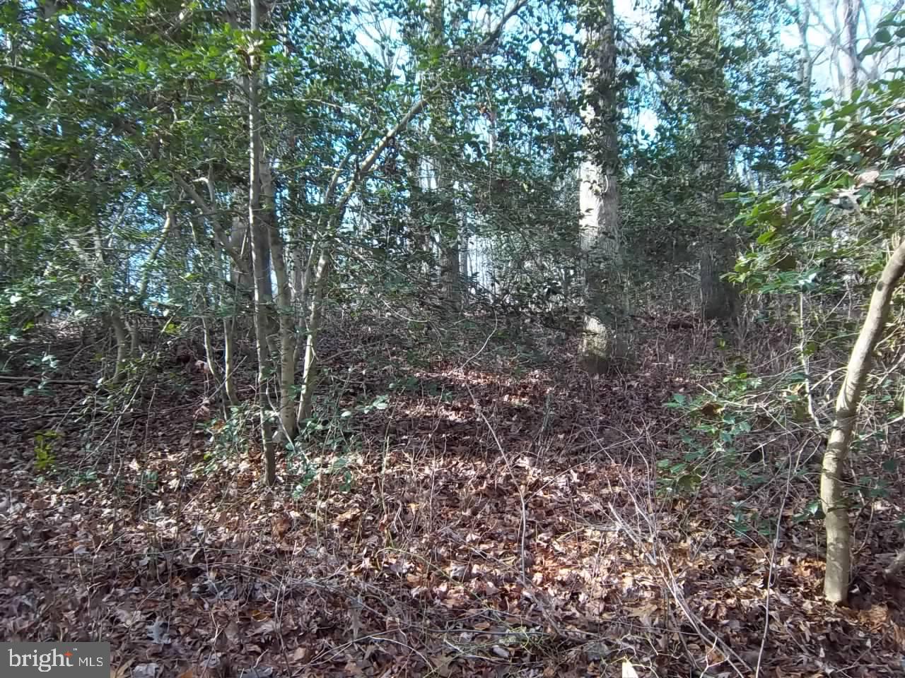 Meadowbrook Road Federalsburg, MD 21632 - Photo 10 of 24 Gallery Image 10