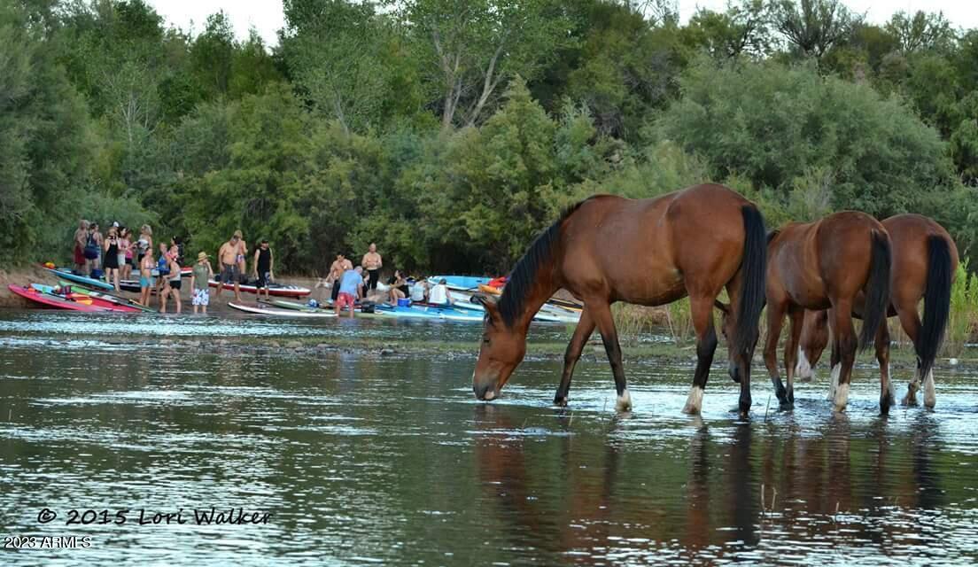 11317 East Raleigh Avenue Mesa, AZ 85212 - Photo 51 of 55 SUP horses