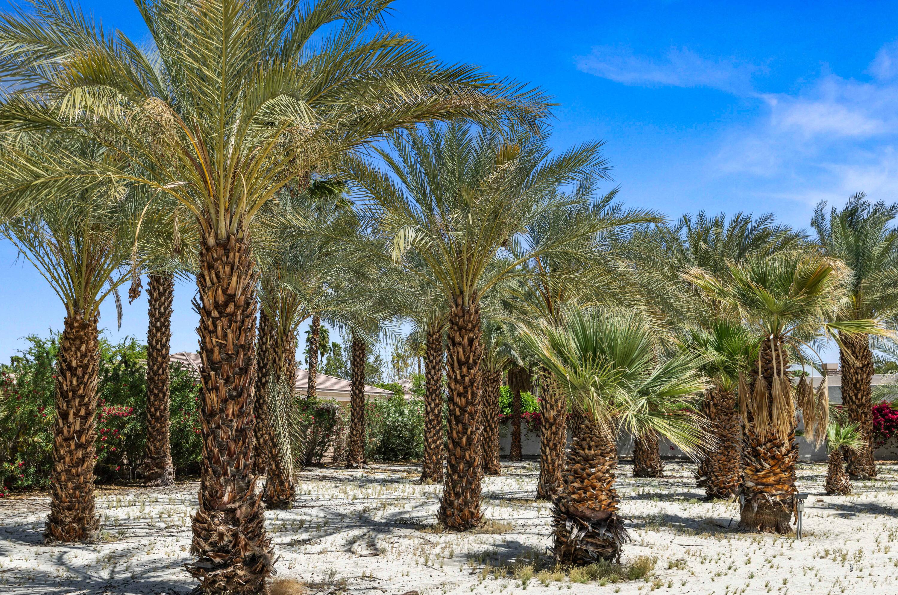 71246 Cypress Lane Rancho Mirage, CA 92270 - Photo 12 of 30 a view of a tree with a yard