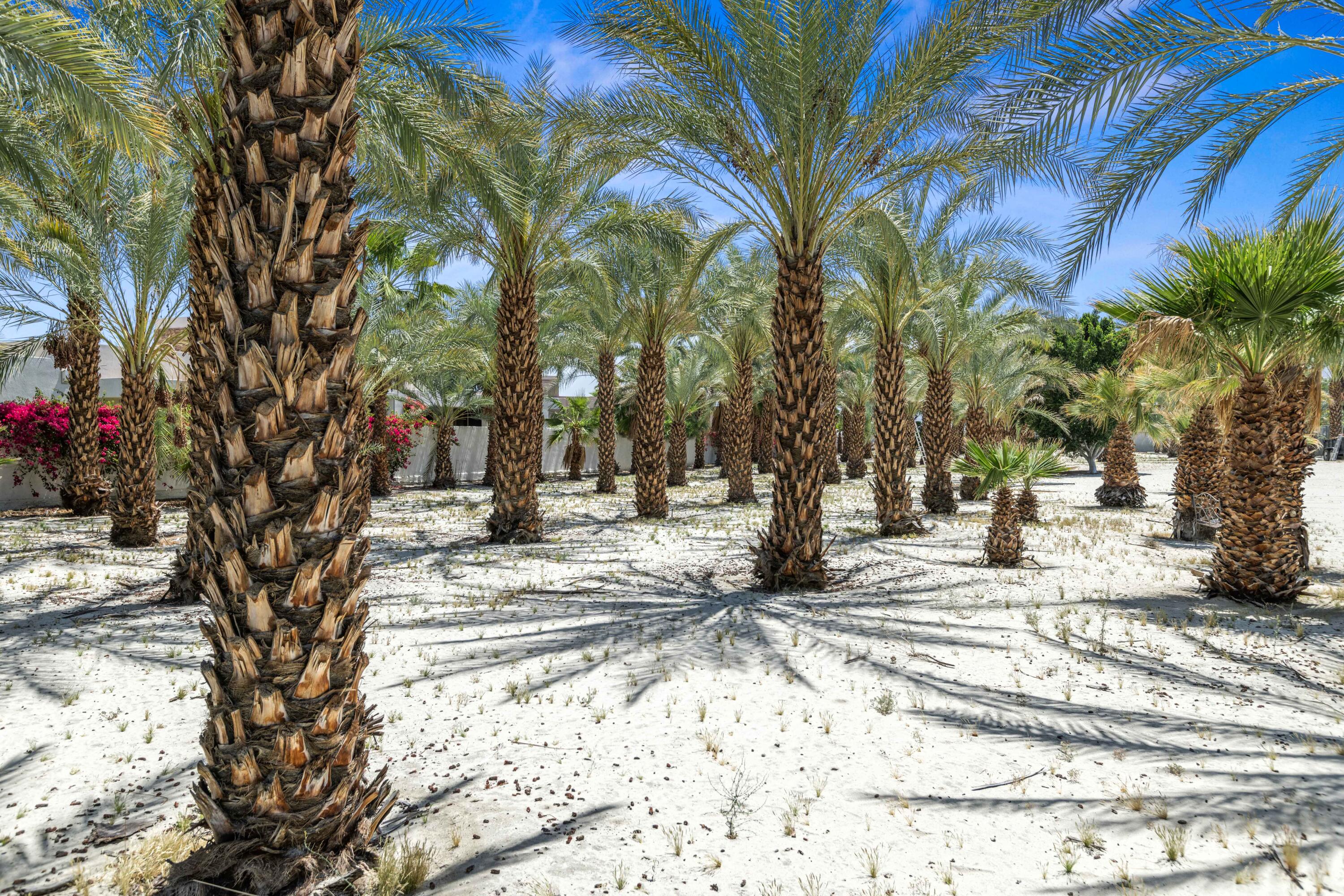 71246 Cypress Lane Rancho Mirage, CA 92270 - Photo 15 of 30 a view of a yard with trees