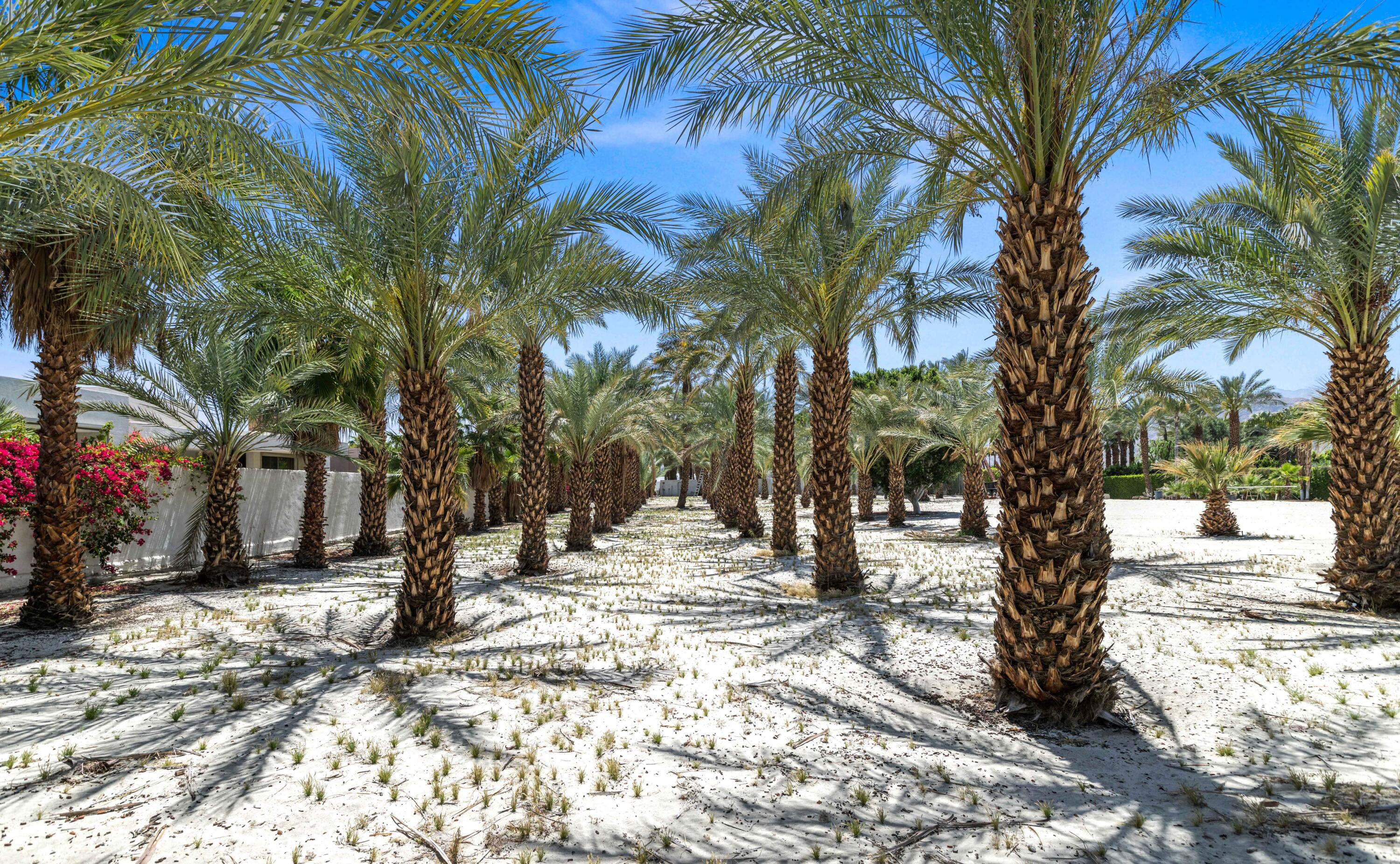71246 Cypress Lane Rancho Mirage, CA 92270 - Photo 17 of 30 a view of a yard with trees