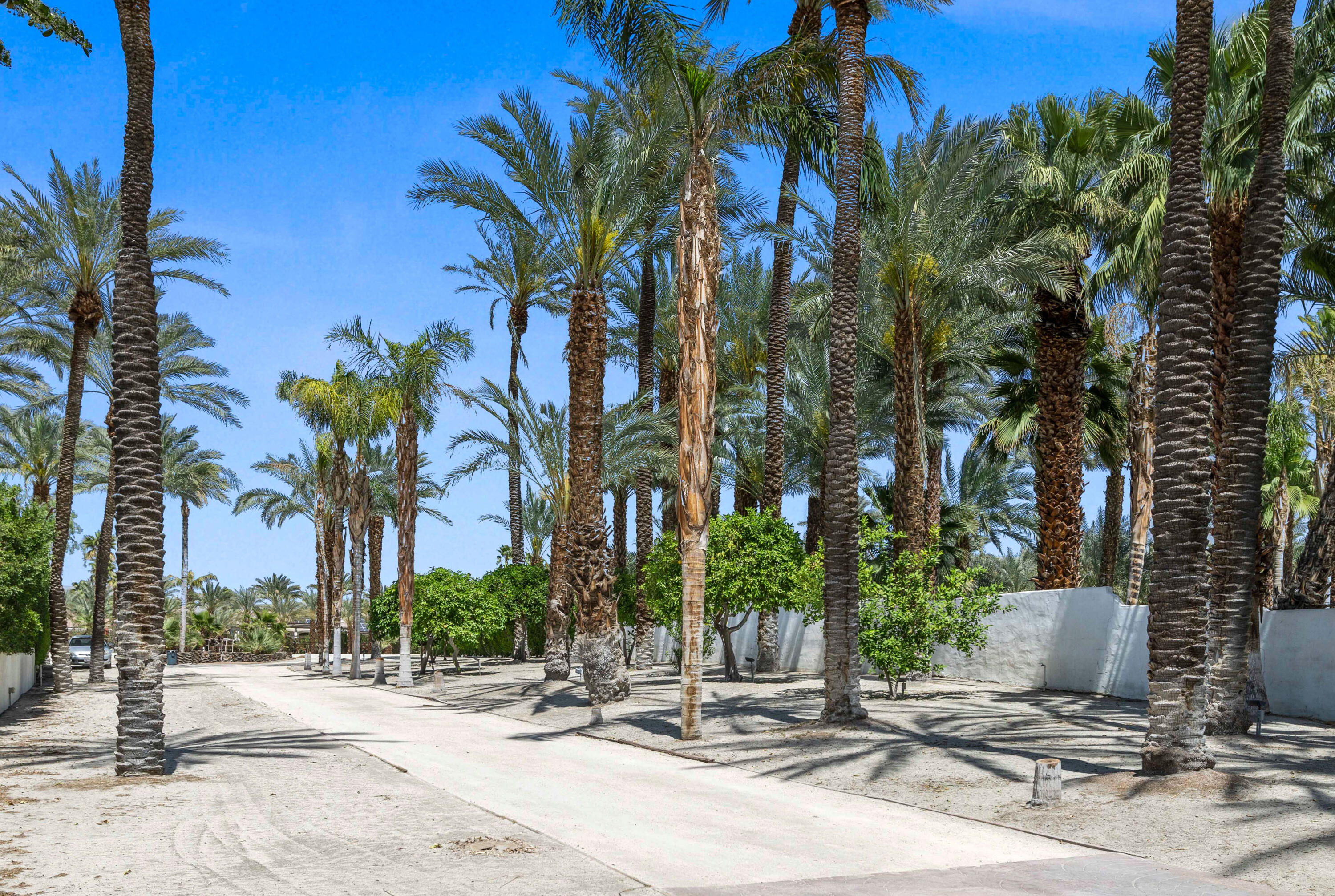 71246 Cypress Lane Rancho Mirage, CA 92270 - Photo 25 of 30 a row of palm trees and a backyard of a house