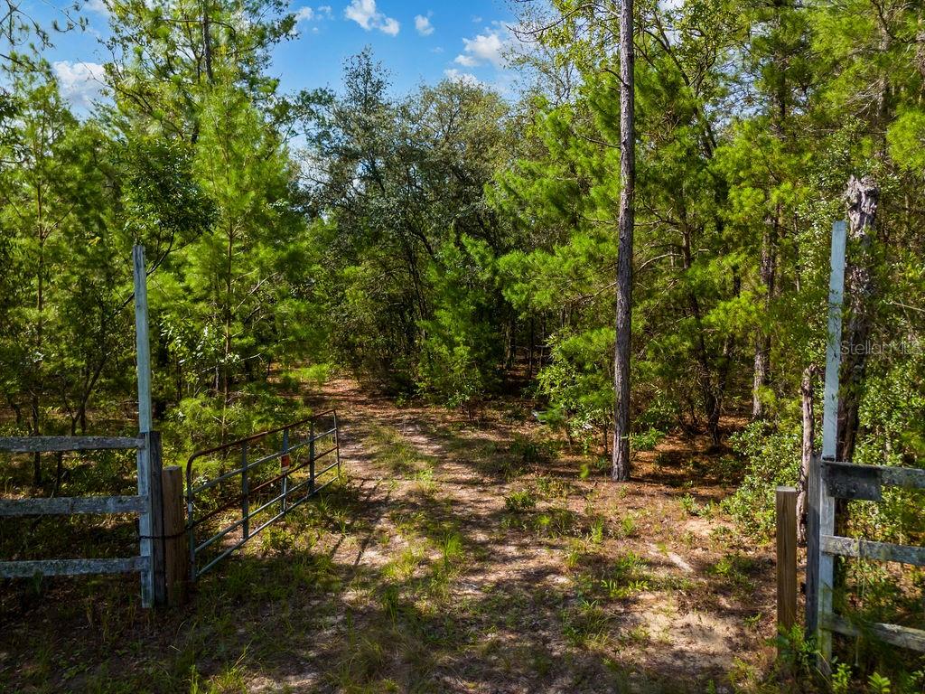 6474 Golden Oak Lane Keystone Heights, FL 32656 - Photo 1 of 18 a view of a forest filled with trees