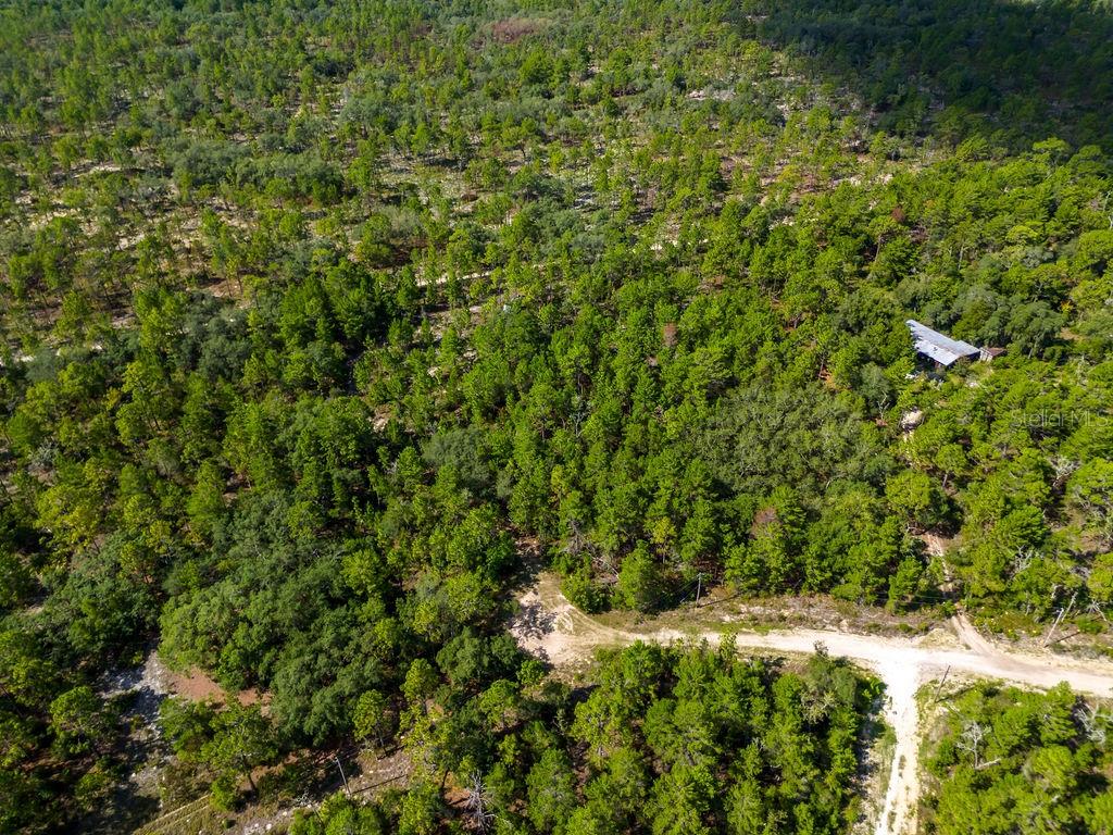 6474 Golden Oak Lane Keystone Heights, FL 32656 - Photo 15 of 18 a view of a big yard with plants and large trees