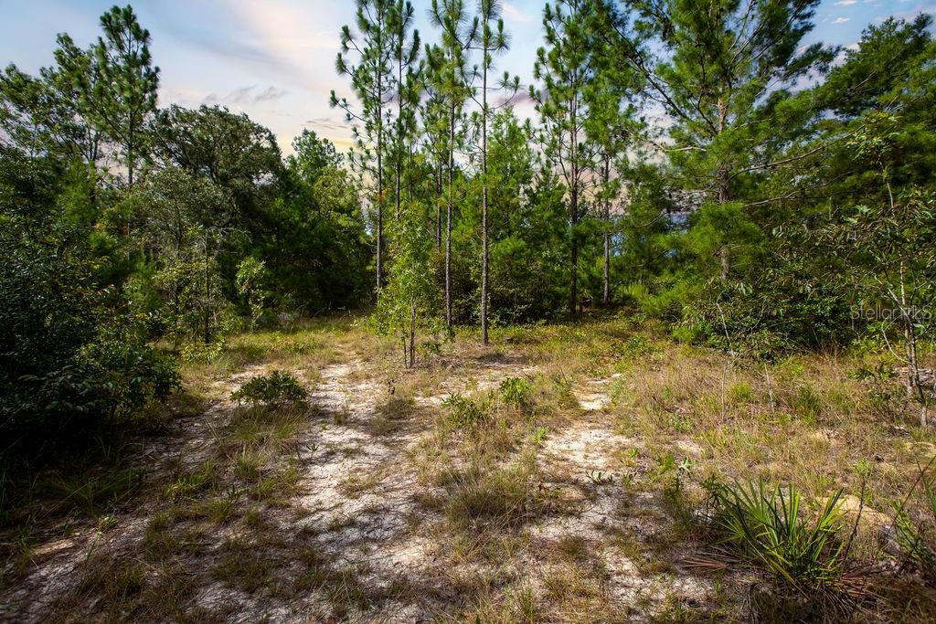 6474 Golden Oak Lane Keystone Heights, FL 32656 - Photo 5 of 18 a view of a yard with trees