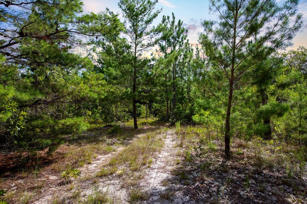 6474 Golden Oak Lane Keystone Heights, FL 32656 - Photo 6 of 18 a view of a forest with trees in the background