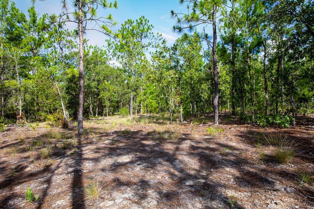 6474 Golden Oak Lane Keystone Heights, FL 32656 - Photo 8 of 18 a backyard of a house with lots of green space