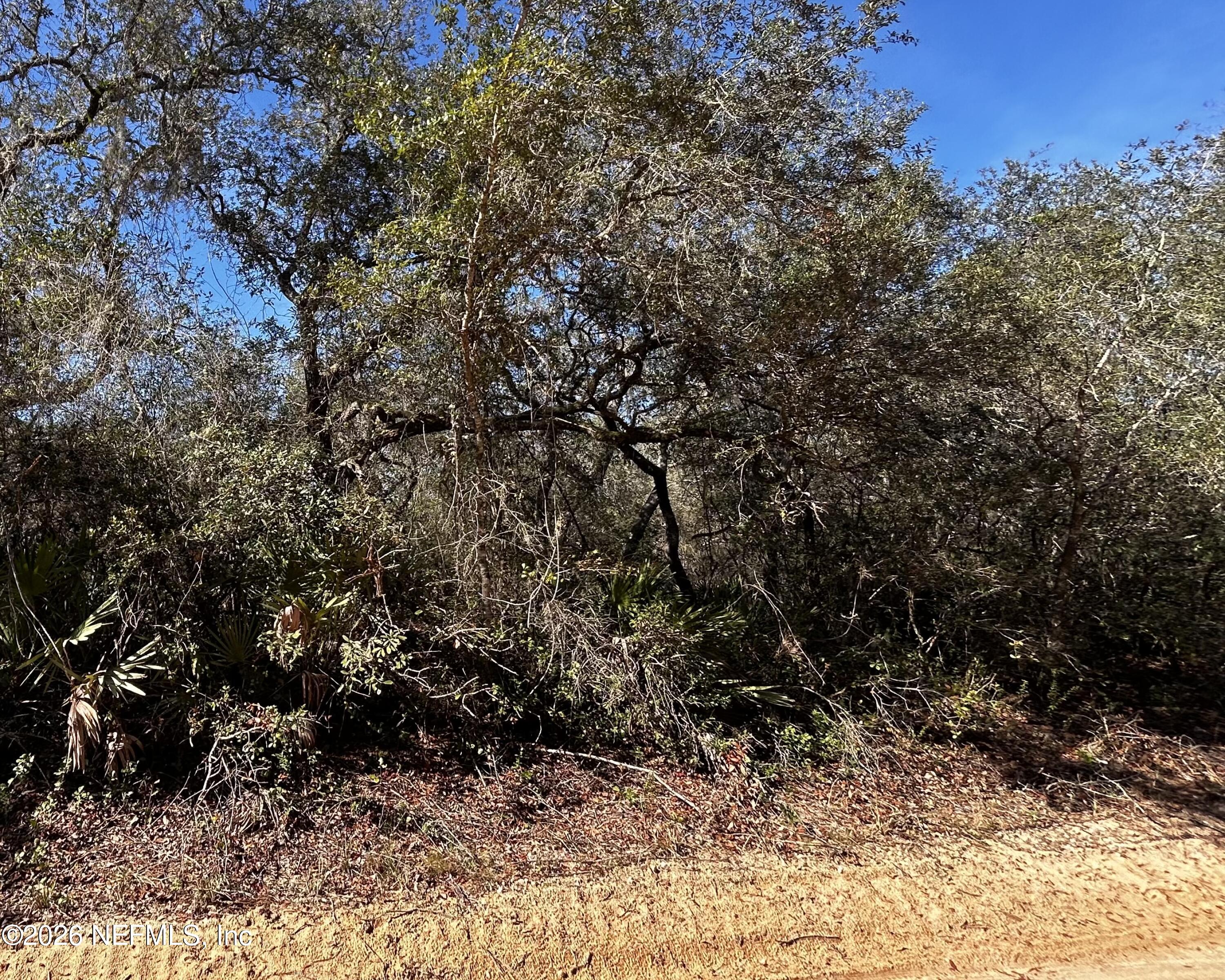 0 Hall Lake Road Keystone Heights, FL 32656 - Photo 3 of 5 a view of a large yard with lots of bushes