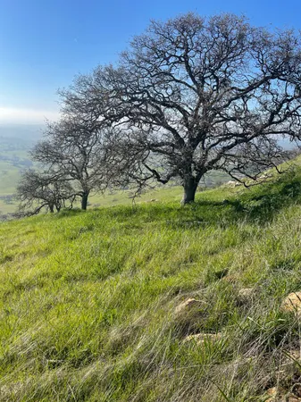 a view of a field with an ocean