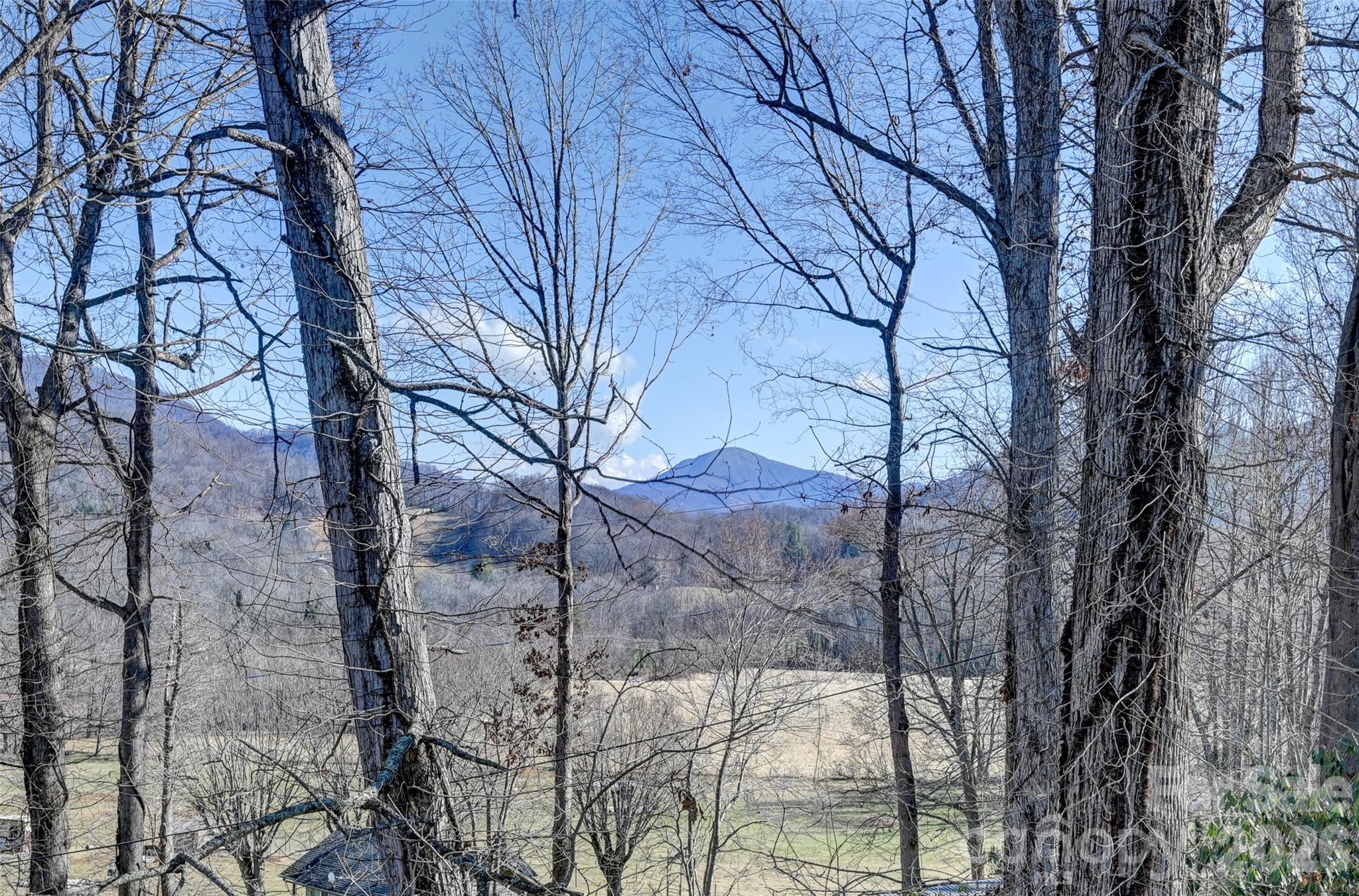 241 Sherrill Lane Canton, NC 28716 - Photo 5 of 39 a view of a forest filled with trees