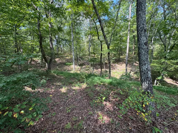 a view of a forest