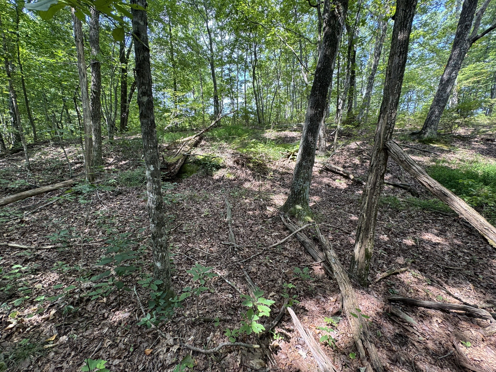 0 Box House Road Winchester, TN 37398 - Photo 13 of 18 a view of forest