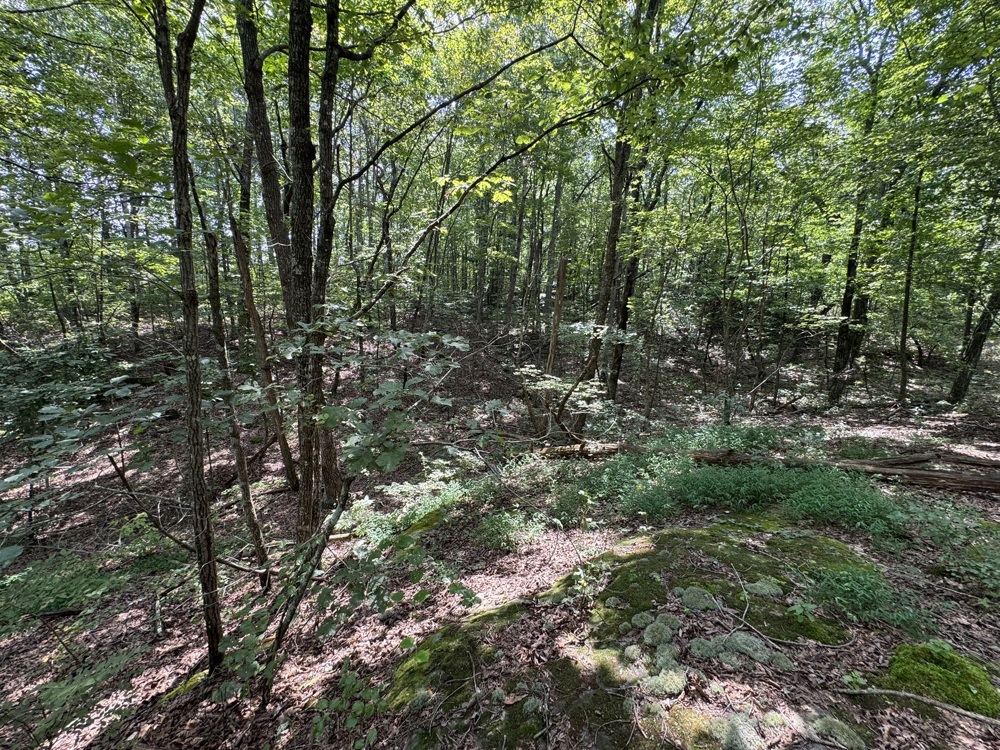 0 Box House Road Winchester, TN 37398 - Photo 14 of 18 a view of forest