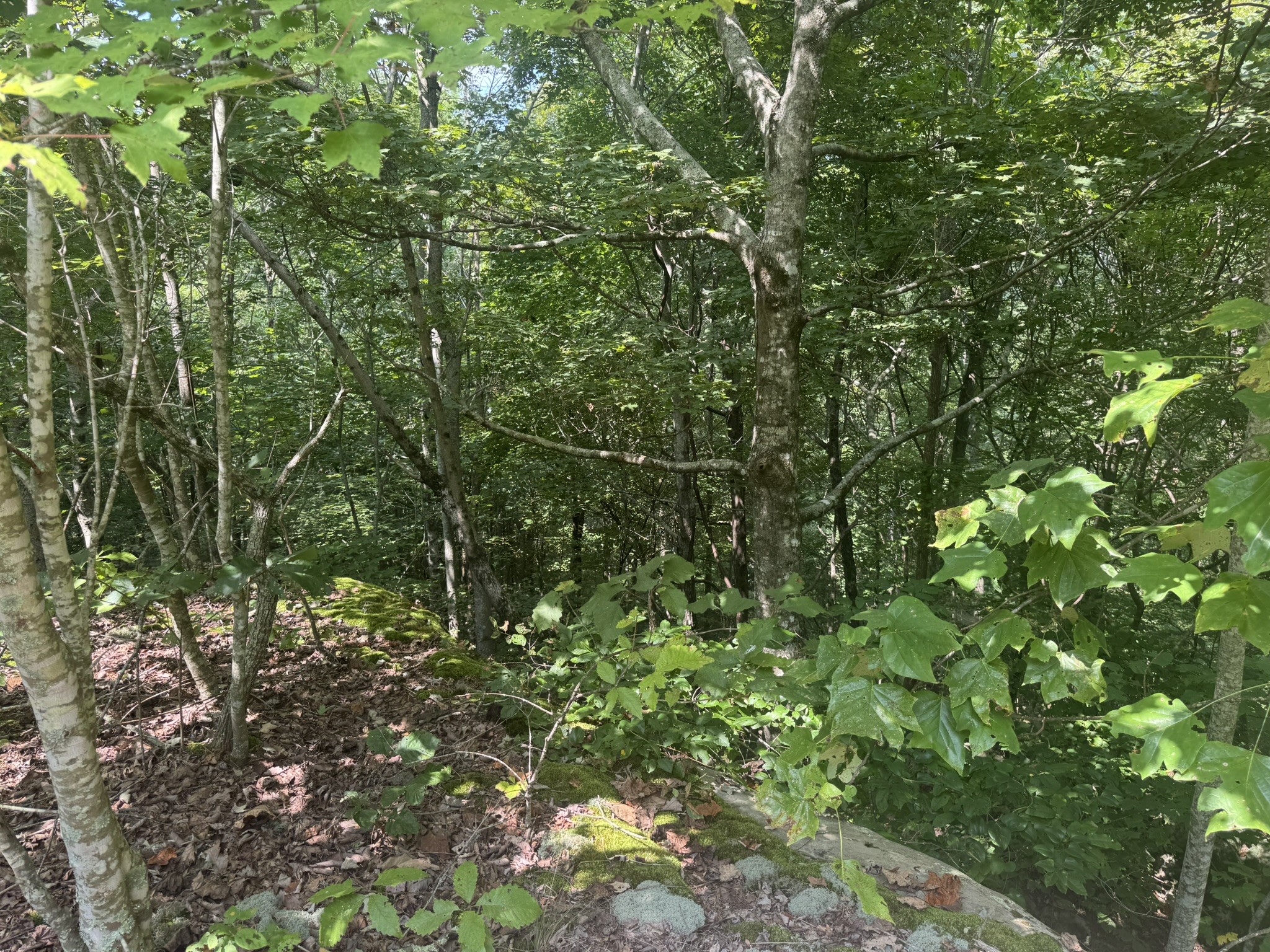 0 Box House Road Winchester, TN 37398 - Photo 18 of 18 a view of a lush green forest