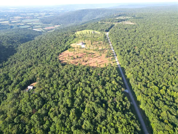 a view of forest