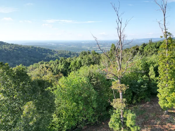 a view of forest