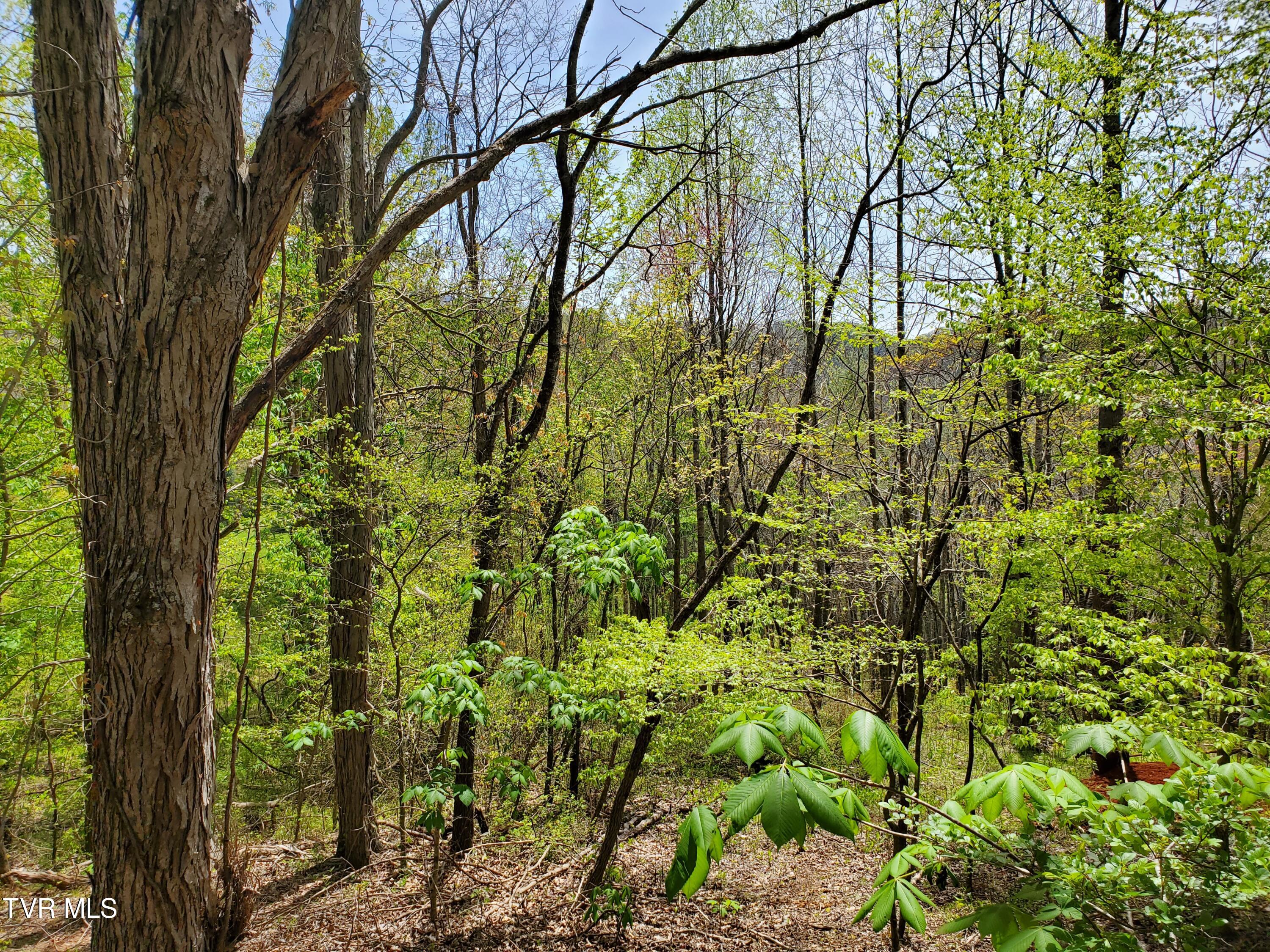 Lot 40 Cowan Town Road, Unit 40 Butler, TN 37640 - Photo 52 of 117 12