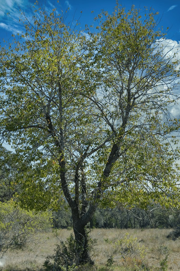 2225 Schumann Road Stonewall, TX 78671 - Photo 8 of 8 Gallery Image 8