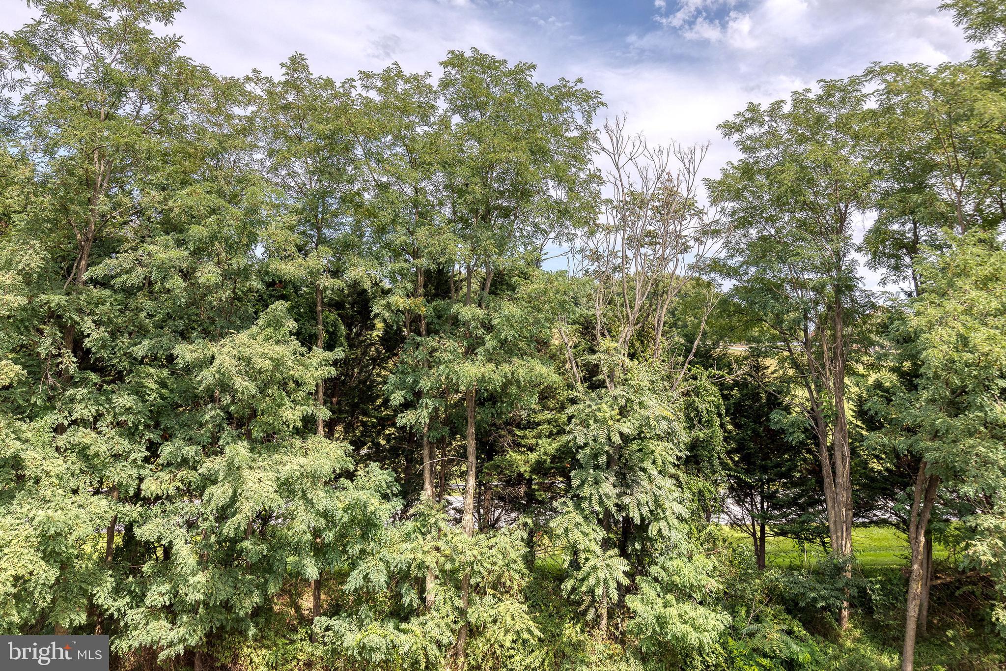 400 Symphony Circle, Unit 406 Hunt Valley, MD 21030 - Photo 26 of 37 a view of a forest with a tree