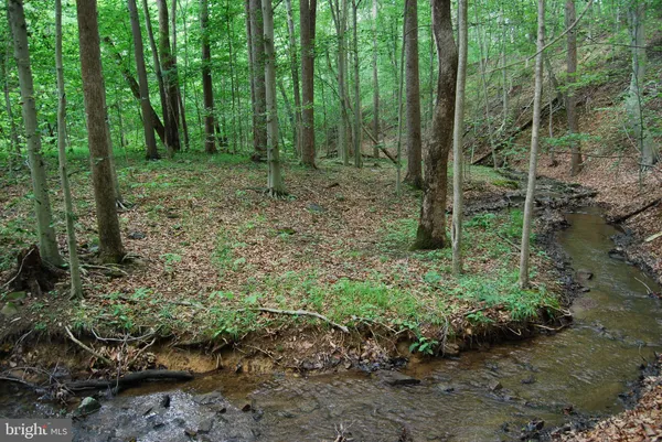 a view of a forest with trees