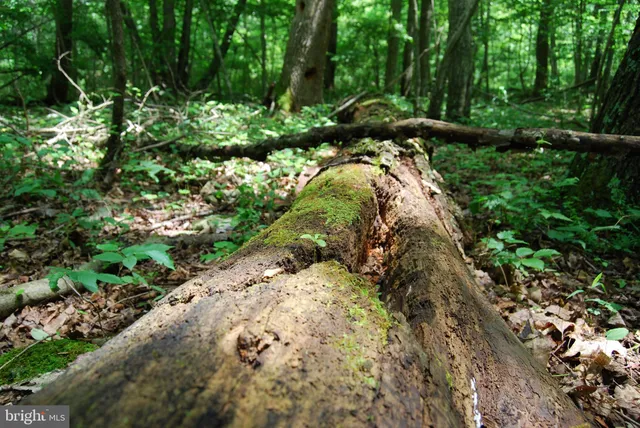 a view of a yard with plants and large trees