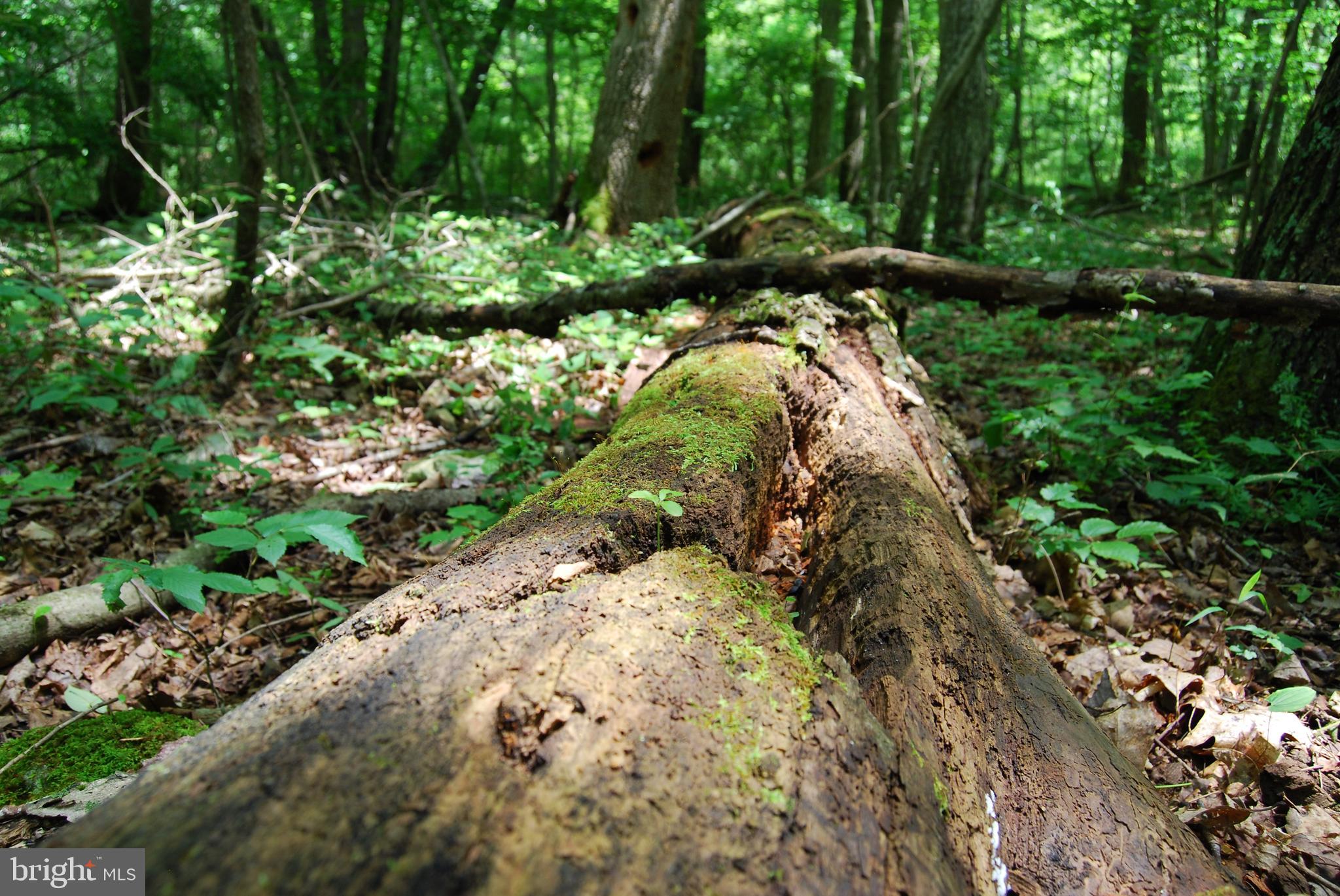 Mt Carmel Road Boyce, VA 22620 - Photo 12 of 40 a view of a yard with plants and large trees