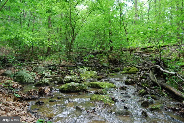 a view of a lush green forest with lots of trees