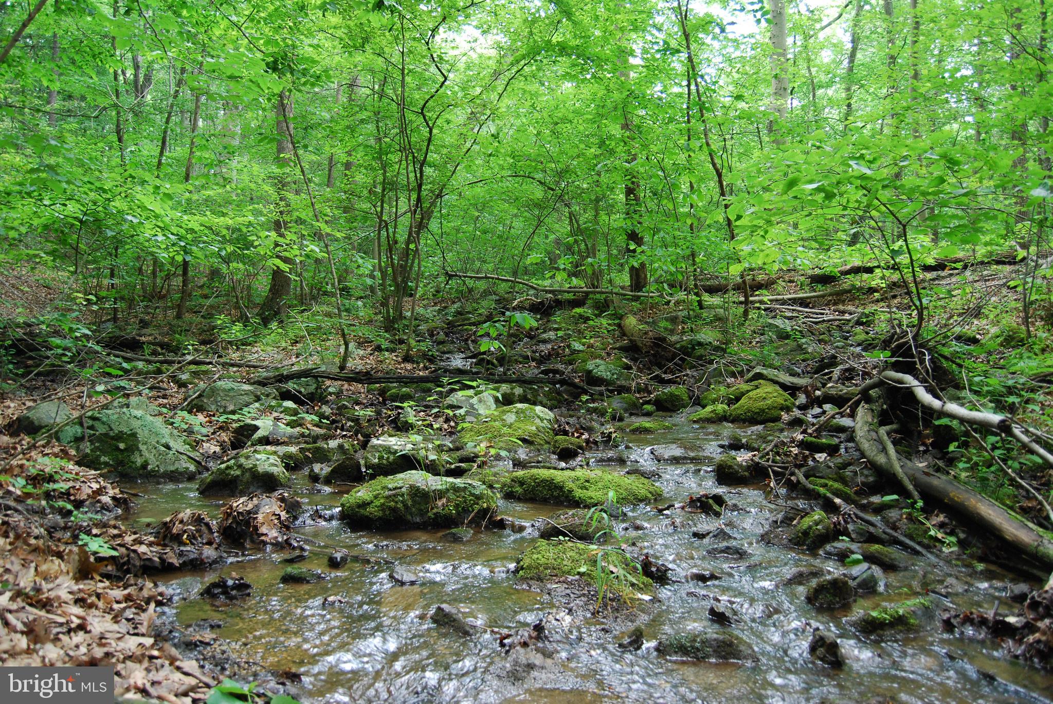 Mt Carmel Road Boyce, VA 22620 - Photo 14 of 40 a view of a lush green forest with lots of trees