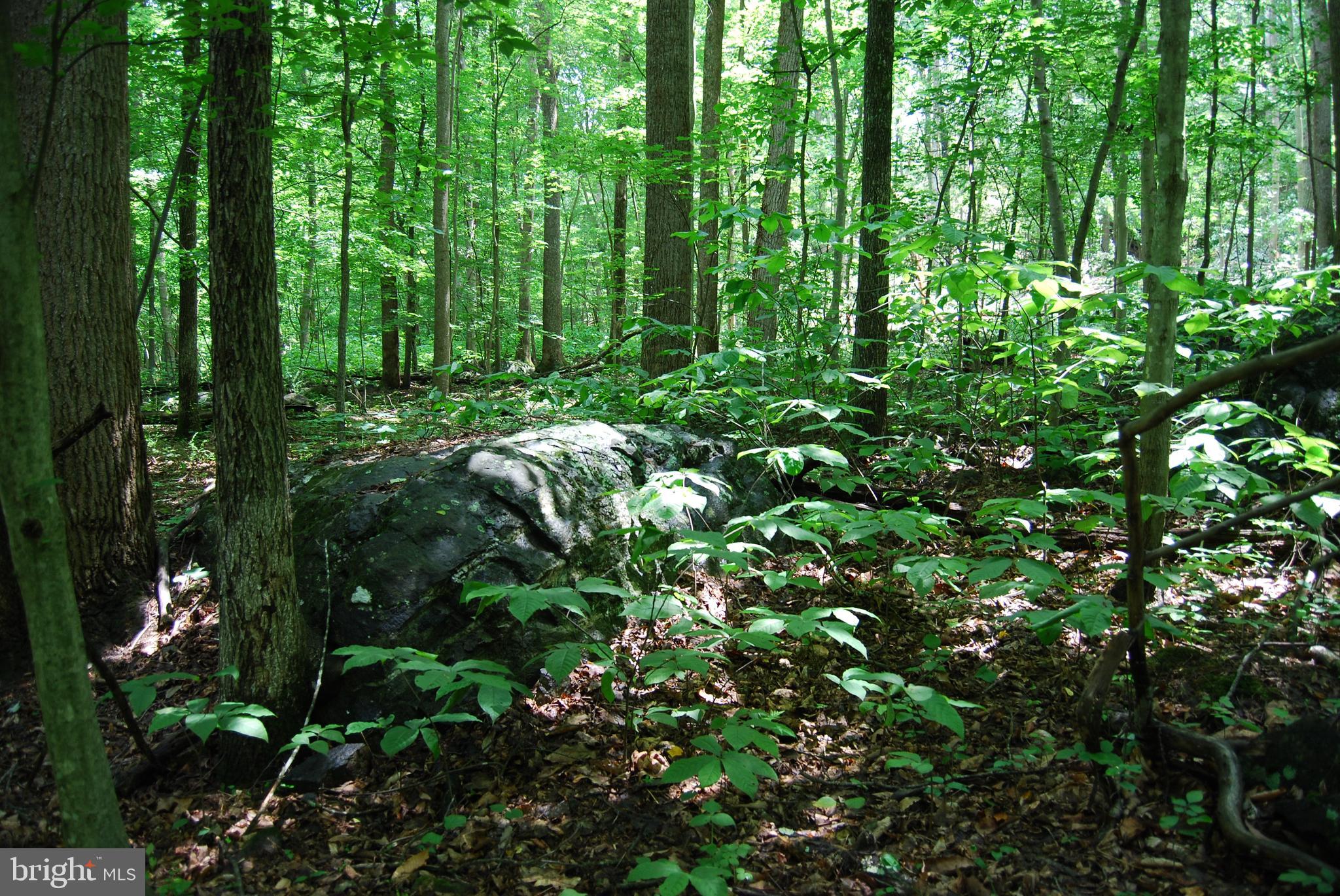 Mt Carmel Road Boyce, VA 22620 - Photo 15 of 40 a view of a garden