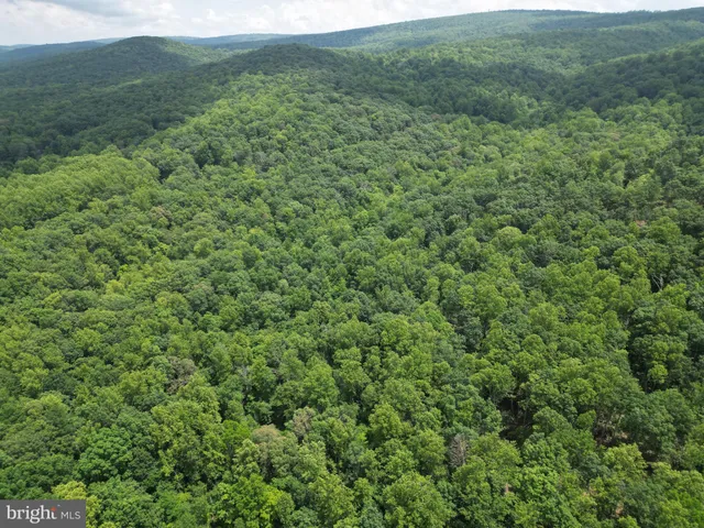 a view of a lush green forest with trees and some houses