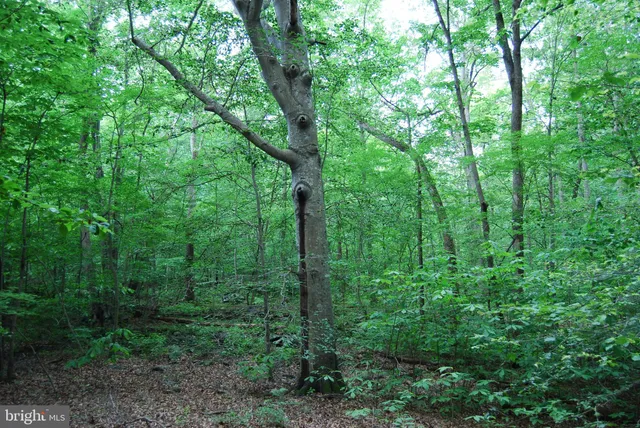 a view of a forest with trees