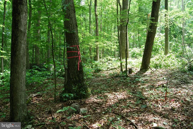 a view of outdoor space and garden