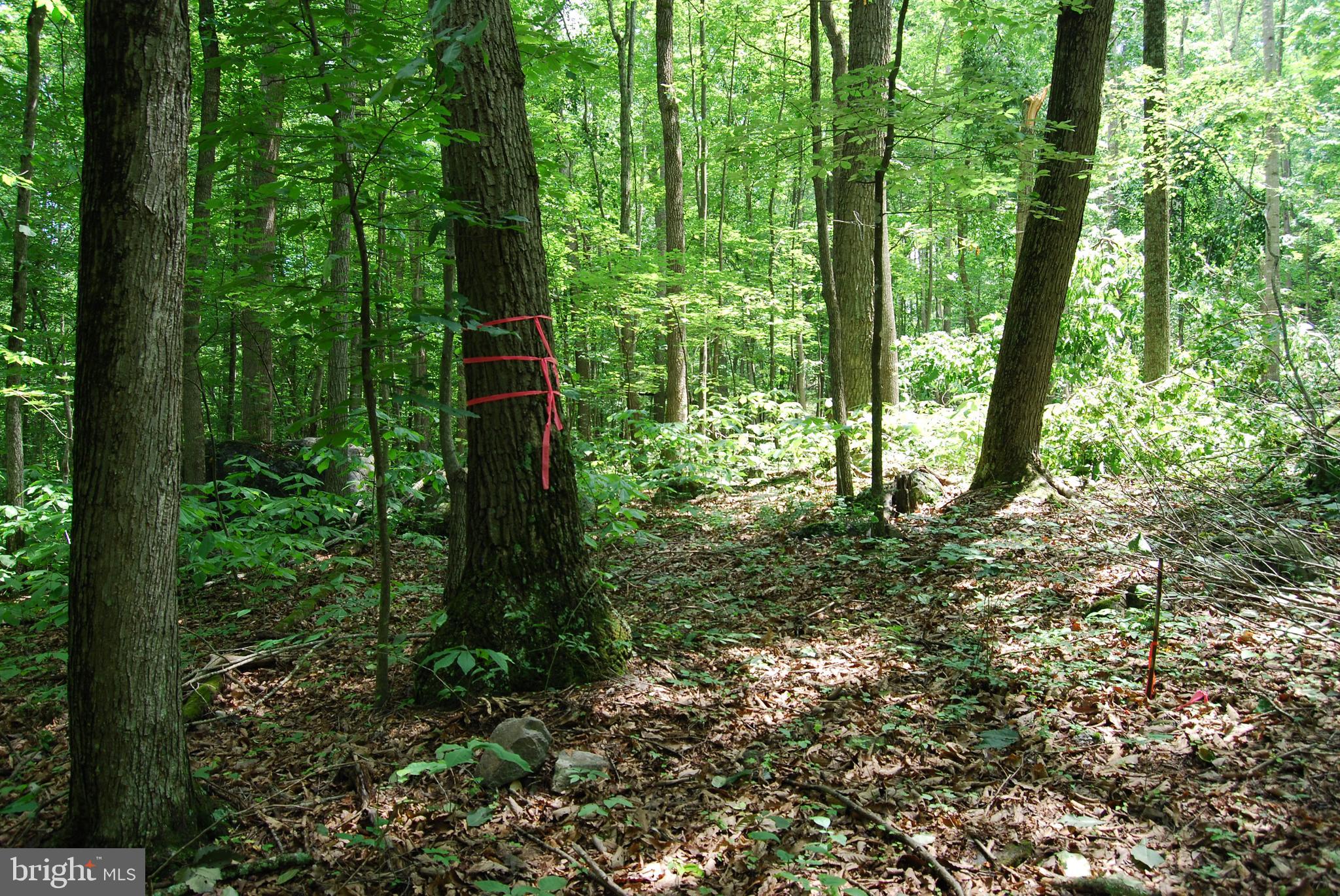 Mt Carmel Road Boyce, VA 22620 - Photo 18 of 40 a view of outdoor space and garden