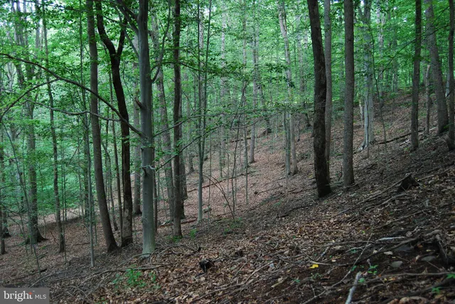 a view of a forest with trees in the background