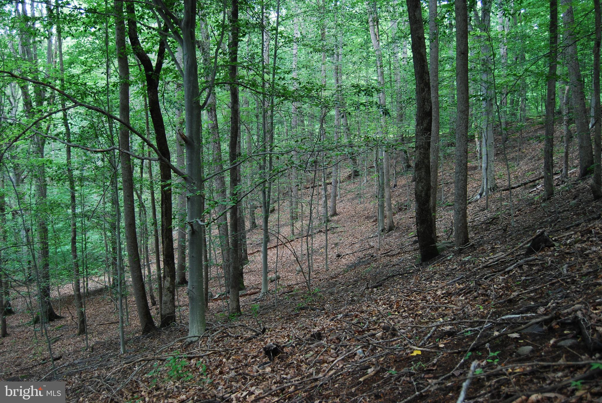 Mt Carmel Road Boyce, VA 22620 - Photo 20 of 40 a view of a forest with trees in the background