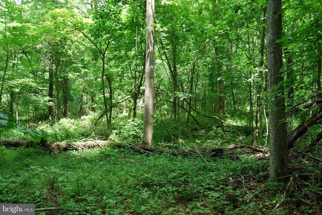 a view of a lush green forest with lots of trees