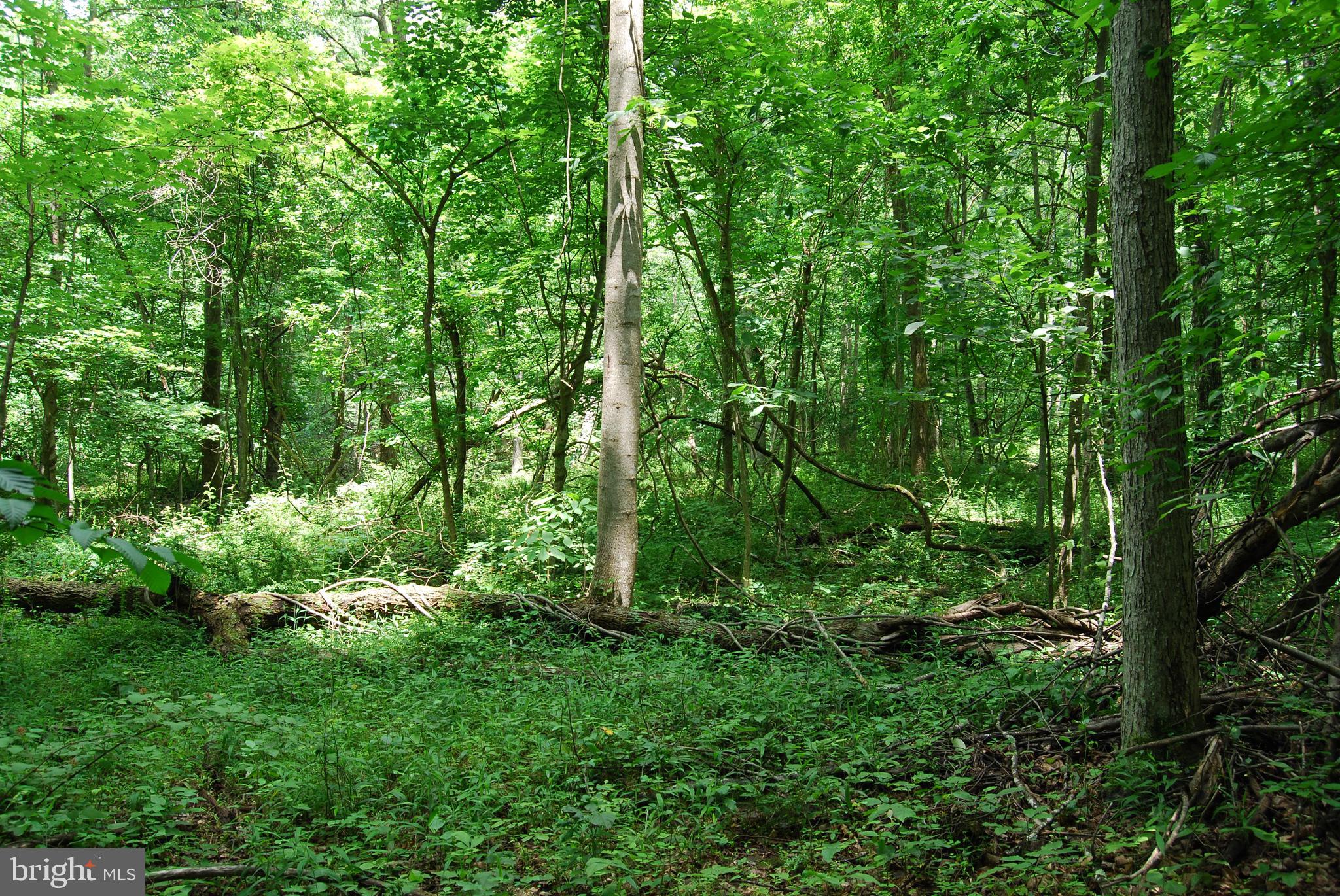 Mt Carmel Road Boyce, VA 22620 - Photo 21 of 40 a view of a lush green forest with lots of trees