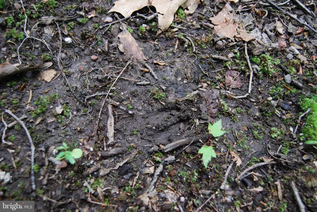 a backyard of a house with lots of green space and a fountain