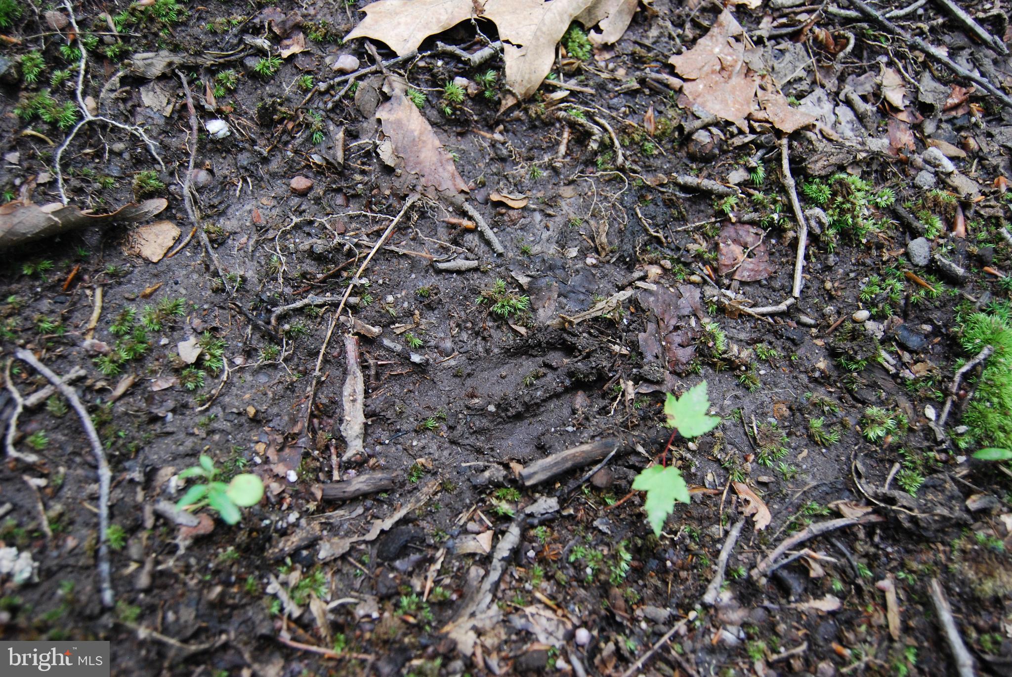 Mt Carmel Road Boyce, VA 22620 - Photo 23 of 40