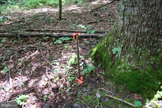 a view of a forest with trees in the background