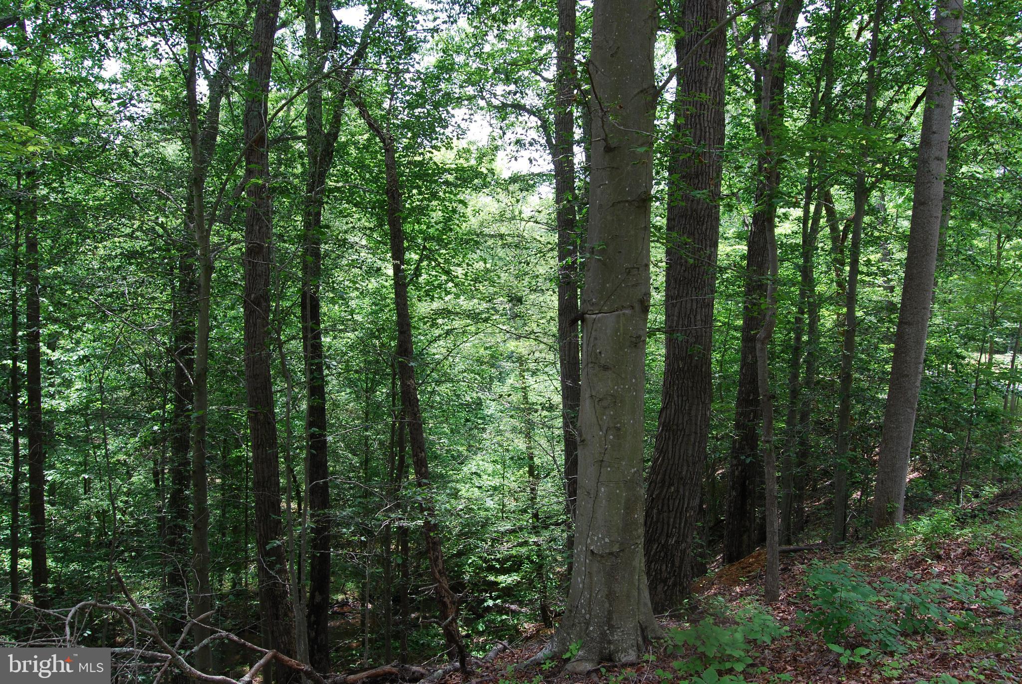 Mt Carmel Road Boyce, VA 22620 - Photo 25 of 40 a view of a forest with trees in the background