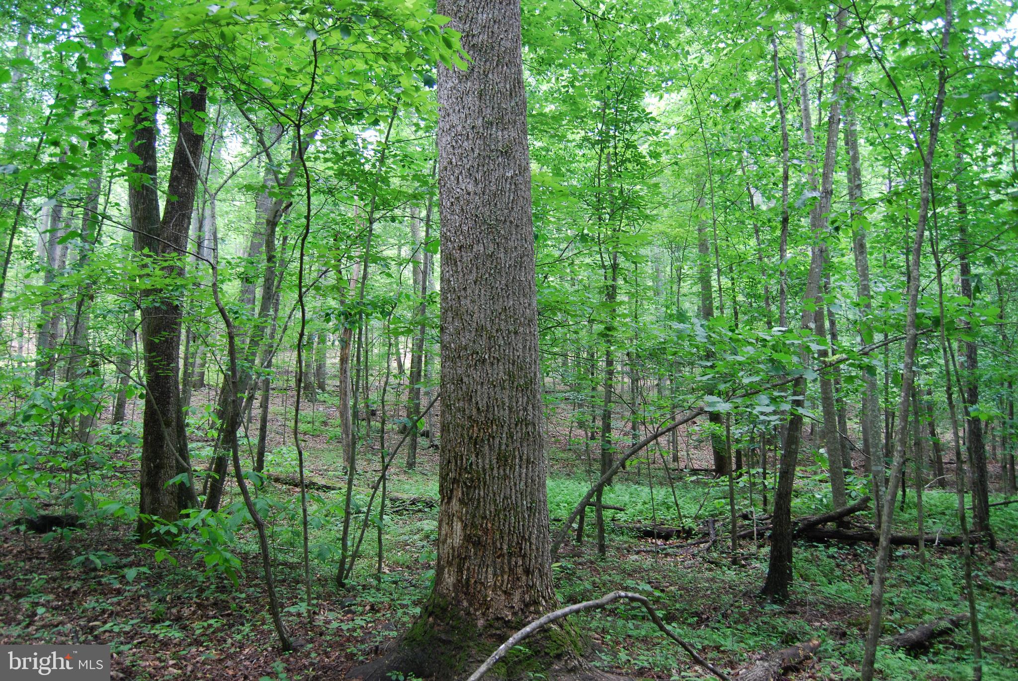 Mt Carmel Road Boyce, VA 22620 - Photo 28 of 40 a view of forest