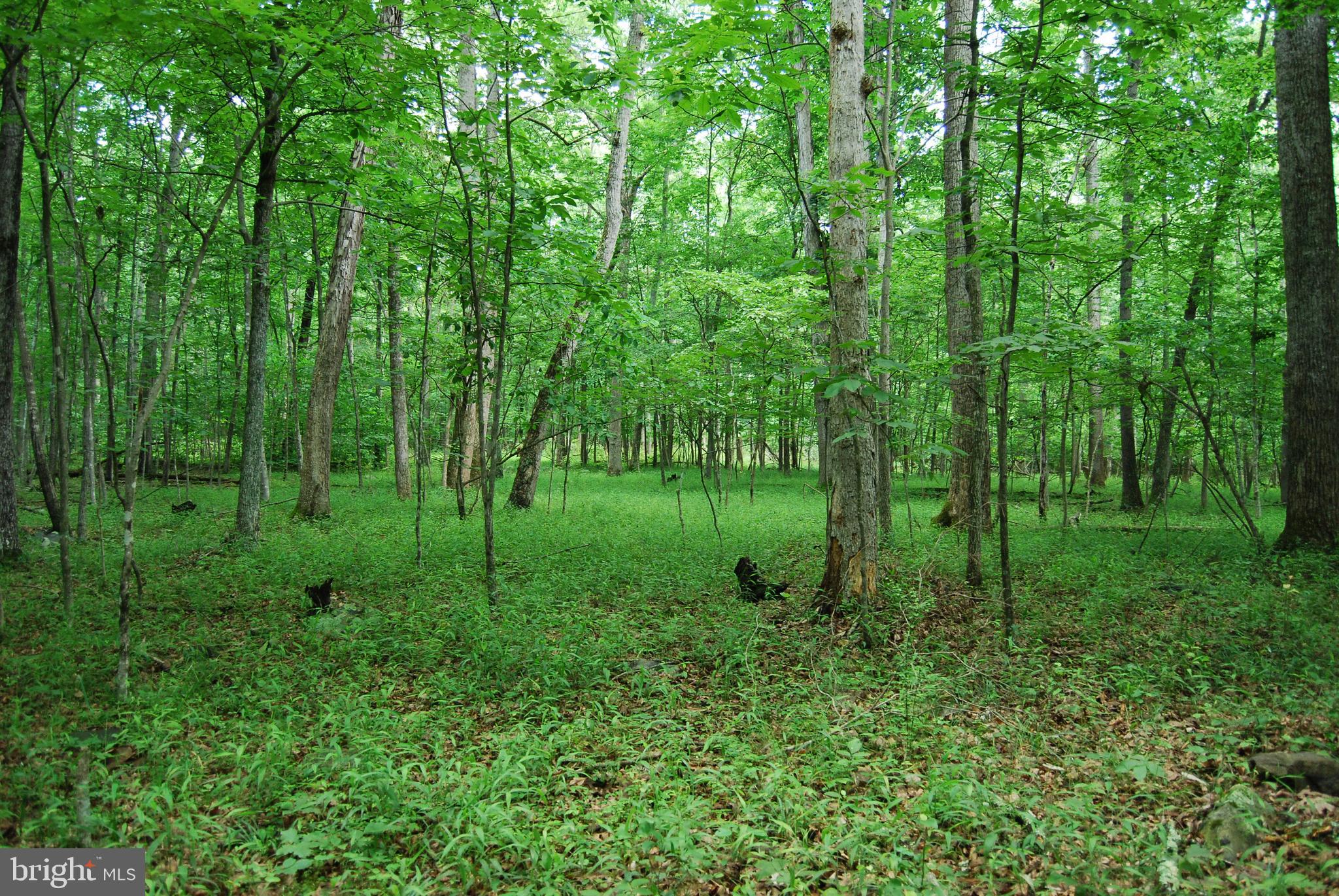 Mt Carmel Road Boyce, VA 22620 - Photo 29 of 40 a view of a lush green forest