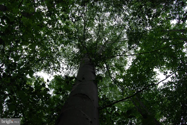 a view of outdoor space with green field and trees