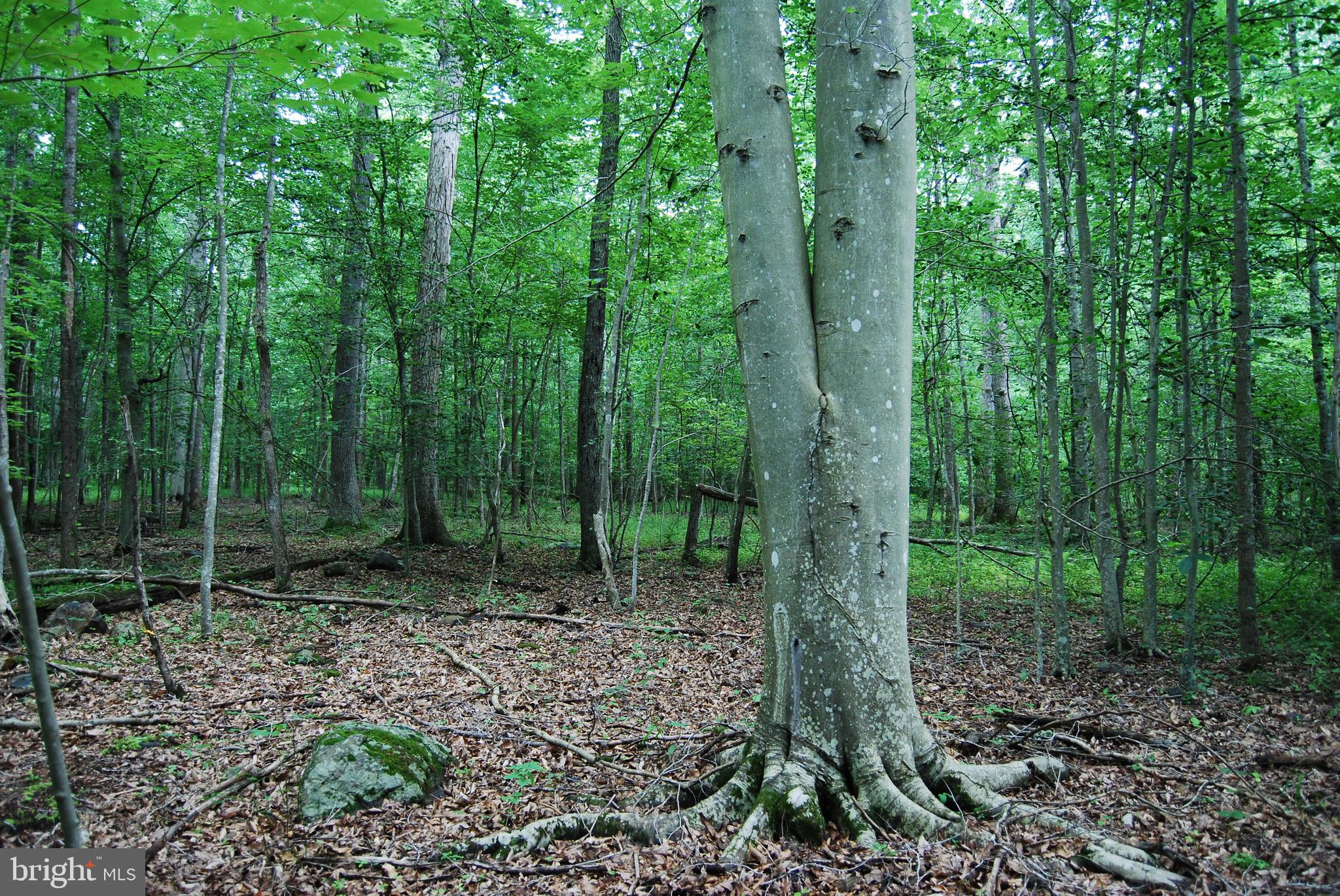 Mt Carmel Road Boyce, VA 22620 - Photo 31 of 40 a view of forest