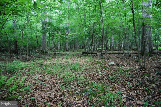 a view of a lush green forest with lots of trees