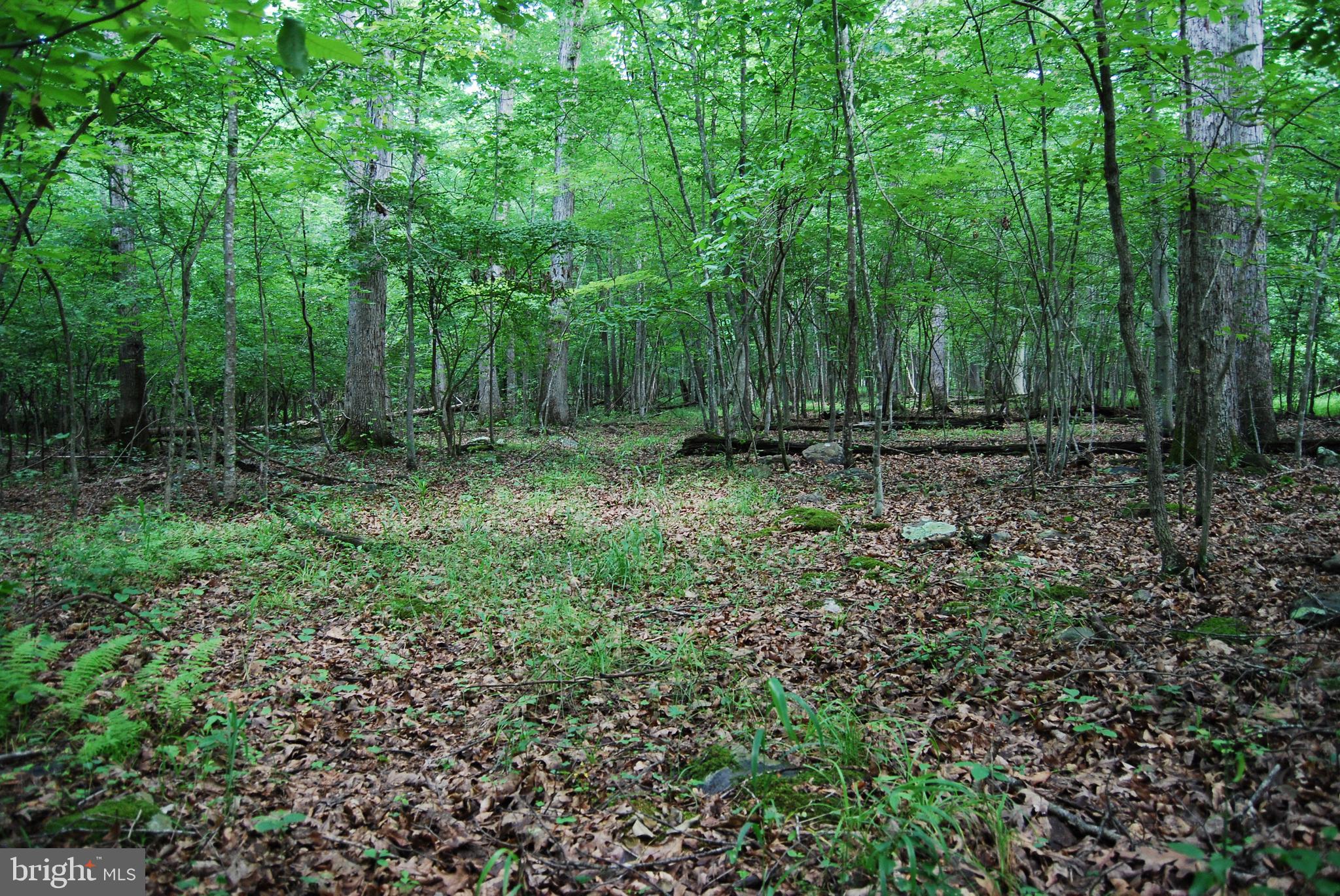 Mt Carmel Road Boyce, VA 22620 - Photo 32 of 40 a view of outdoor space with green field and trees