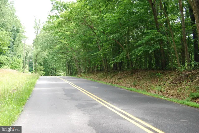a view of a yard with plants and trees