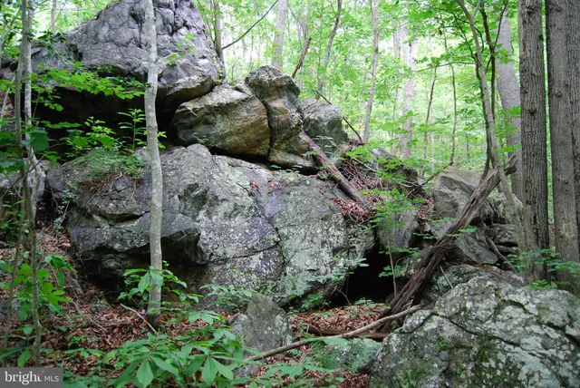 a view of a garden with plants and large trees